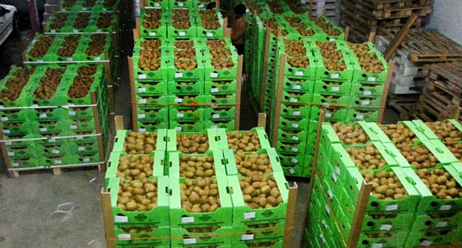 Kiwi palletizing